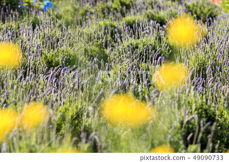 lavender 49090733