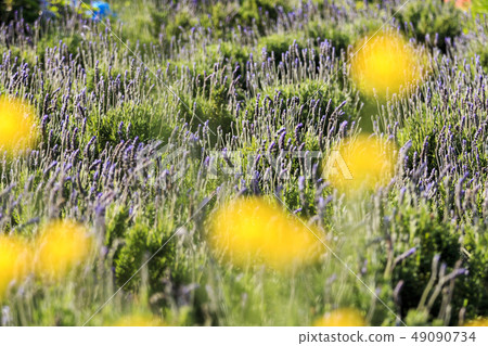 lavender lavender 49090734