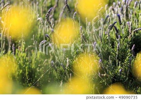 lavender 49090735