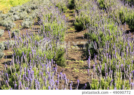 lavender lavender 49090772