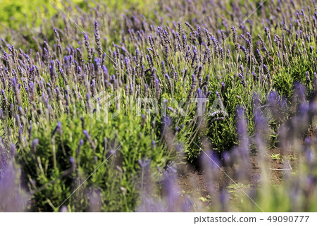 lavender 49090777