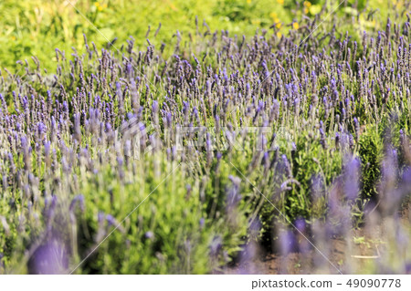 lavender lavender 49090778