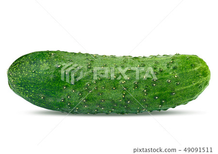 whole cucumber isolated whole cucumber isolated 49091511