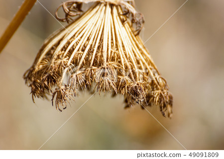 Top of dry flowers in vintage tone ,background texture,flat lay concept Top of dry flowers in vintage tone ,background texture,flat lay concept 49091809