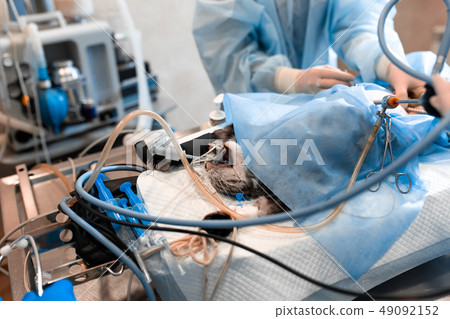veterinarian or doctors doing surgery in the veterinarian or doctors doing surgery in the 49092152