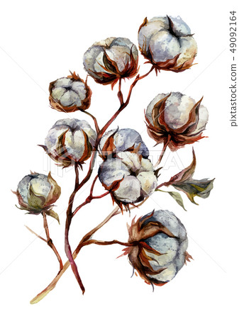 Watercolor Cotton Plant Watercolor Cotton Plant 49092164