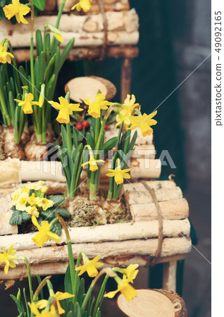 Easter background with fresh spring flowers 49092165
