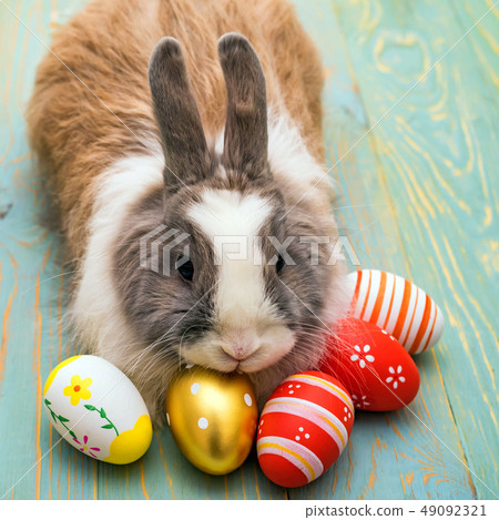Cute fluffy rabbit and painted eggs, easter concept Cute fluffy rabbit and painted eggs, easter concept 49092321