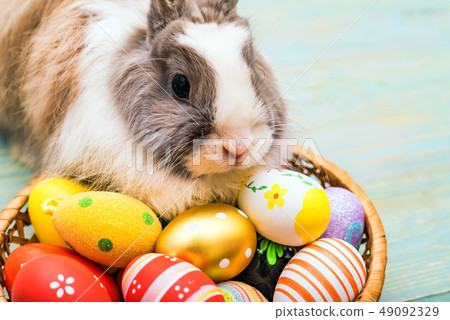 Cute fluffy rabbit and painted eggs, easter concept Cute fluffy rabbit and painted eggs, easter concept 49092329