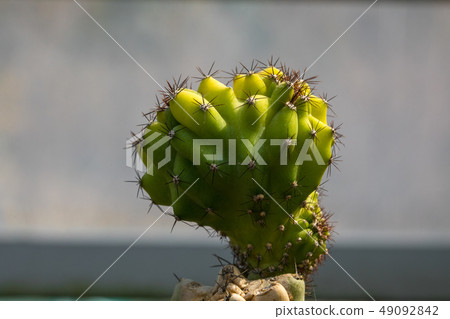 Cactus Cactus 49092842