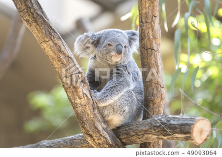 Koala's Child 49093064