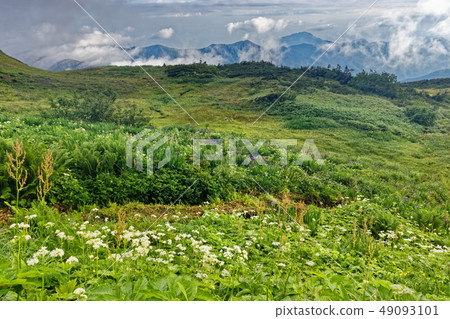 高山Shindo，高山植物和高山植物和山脈到Inugagatake 49093101