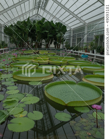 Okiren_ Beppu 49093181