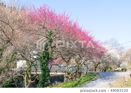 Hachioji City, Tokyo, Takao Umekyo, Promenade Bairin Hachioji City, Tokyo, Takao Umekyo, Promenade Bairin 49093520