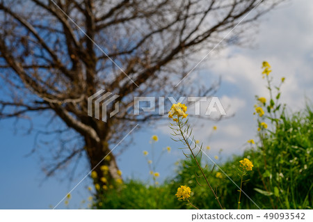 Nanbana flower path 49093542