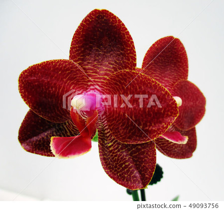 台中霧峰林家宅園 49093756