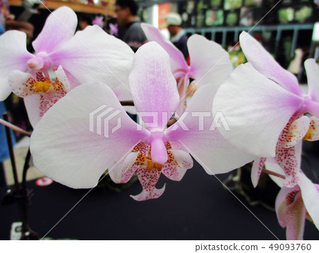 台中霧峰林家宅園 49093760