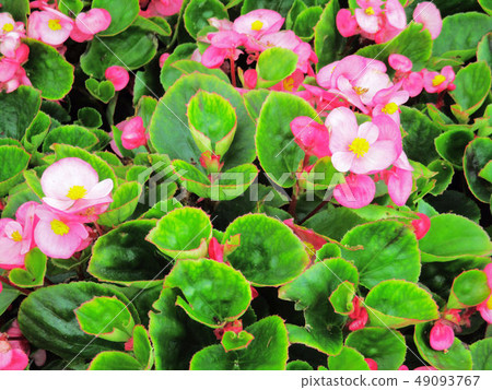 台中霧峰林家宅園 49093767