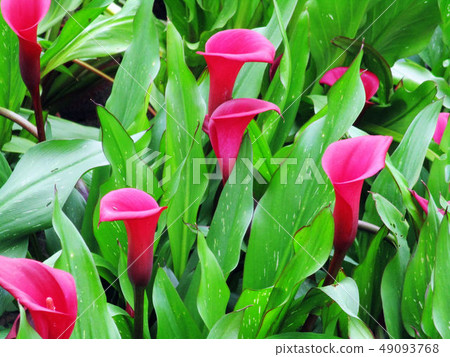 台中霧峰林家宅園 49093768