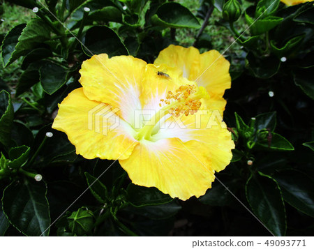 台中霧峰林家宅園 49093771