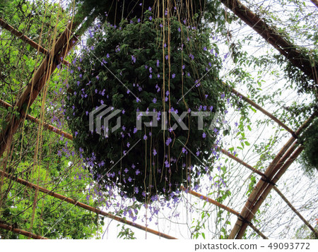 台中霧峰林家宅園 49093772