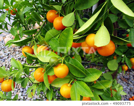 台中霧峰林家宅園 49093775