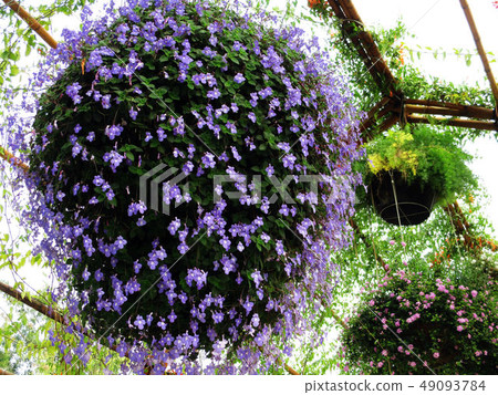 Taichung Wufeng Linjia Homestead Taichung Wufeng Linjia Homestead 49093784