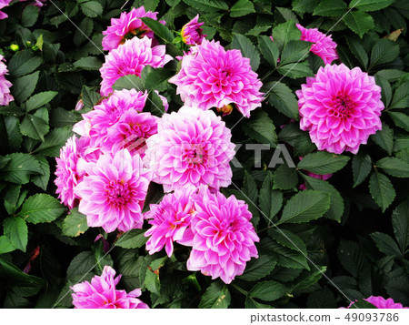 Taichung Wufeng Linjia Homestead 49093786
