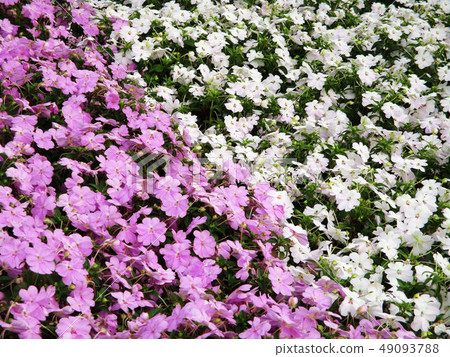 台中霧峰林家宅園 49093788