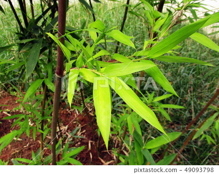 台中霧峰林家宅園 49093798