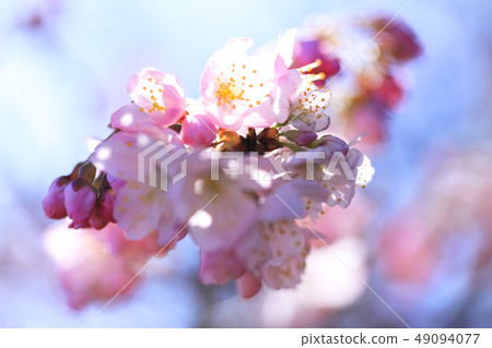 春天啞劇02 春天啞劇02 49094077
