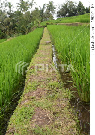 Jatiluwih rice terrace in Ubud, Bali 49094110