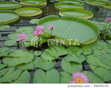 Okiren_ Beppu 49094376