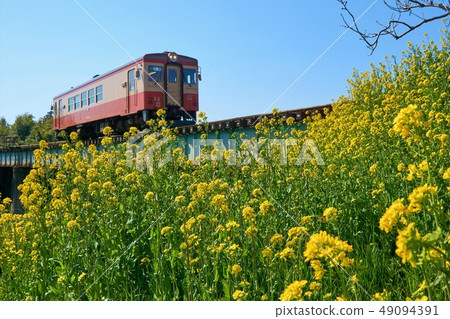 Chiba Prefecture Isumi Railway, Nanohana and Tetsubashi Crossing Train, near Jimigaoka Station Chiba Prefecture Isumi Railway, Nanohana and Tetsubashi Crossing Train, near Jimigaoka Station 49094391