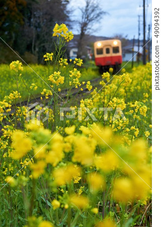 Chiba Prefecture Kominato Railway rape field and train near Satomi Station 49094392