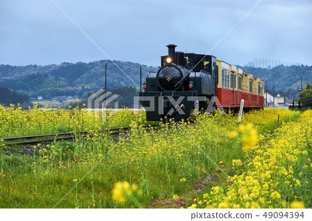 Chiba Prefecture Kominato Railway rape field and trolley train Kamisokawama Station 49094394