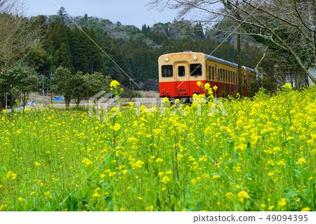 千葉縣立小川鐵道,Nanohana田野和火車,Kazusa-Okubo站 千葉縣立小川鐵道,Nanohana田野和火車,Kazusa-Okubo站 49094395