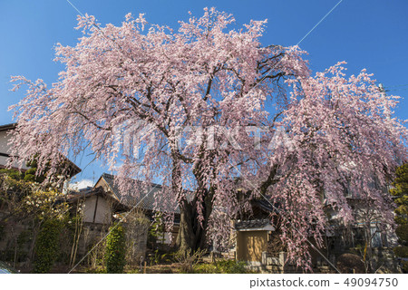 [長野縣] Hakumein的櫻花 49094750