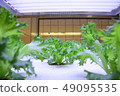 在植物工廠種植的散葉萵苣 49095535