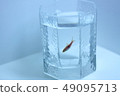 在玻璃的熱帶魚 49095713