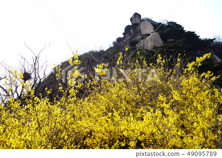 Inwangsan, forsythia Inwangsan, forsythia 49095789