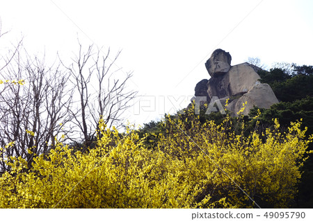 Inwangsan, forsythia Inwangsan, forsythia 49095790