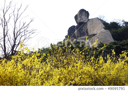 仁王山,森林,春天的花朵 仁王山,森林,春天的花朵 49095791