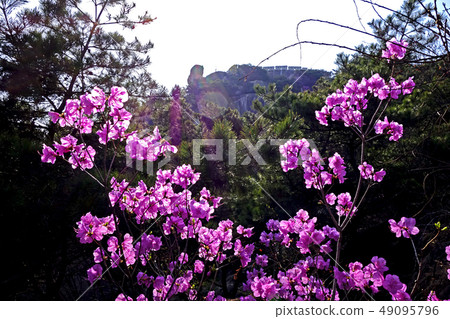 Inwangsan, spring, in full bloom Inwangsan, spring, in full bloom 49095796