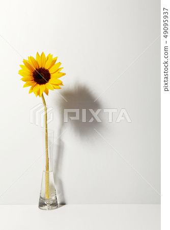 sunflower 49095937