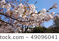 Cherry Blossoms	 49096041