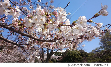 櫻桃樹 49096041