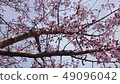 Cherry Blossoms	 49096042
