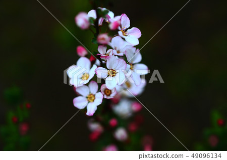 Safflower flower flowers 49096134