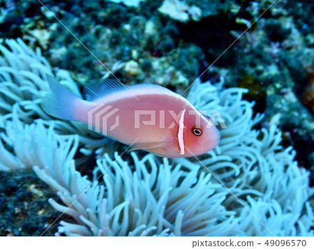 Hanabira Anemone fish Hanabira Anemone fish 49096570
